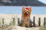 YORKSHIRE TERRIER 088
